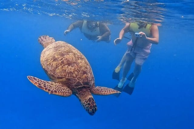 Snorkel with Turtles - Photo 1 of 16